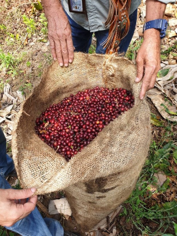 El Salvador La Reforma SL28 - Gramáž: 1000g