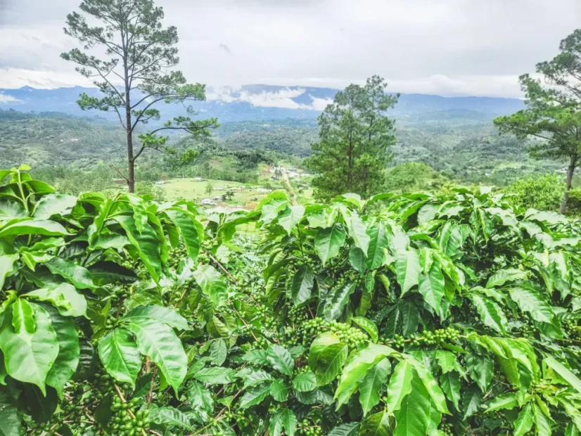 Honduras El Coyote