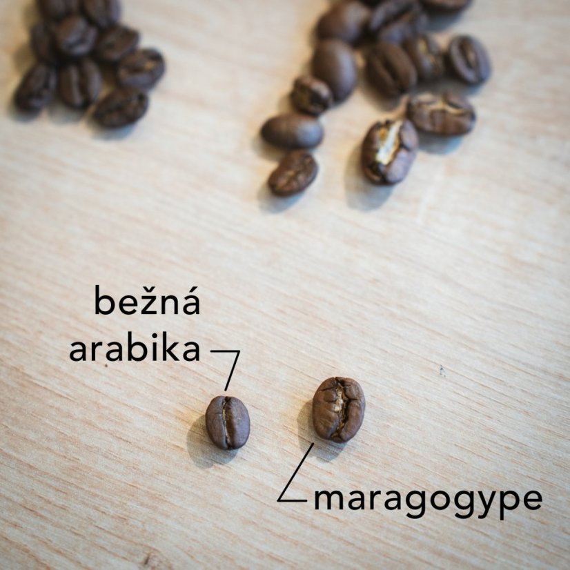Mexico Grandote maragogype - Gramáž: 200g