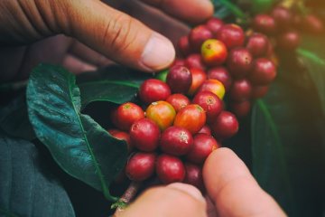 Arabika vs. Robusta