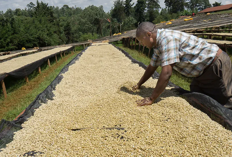Kenya Kabingara