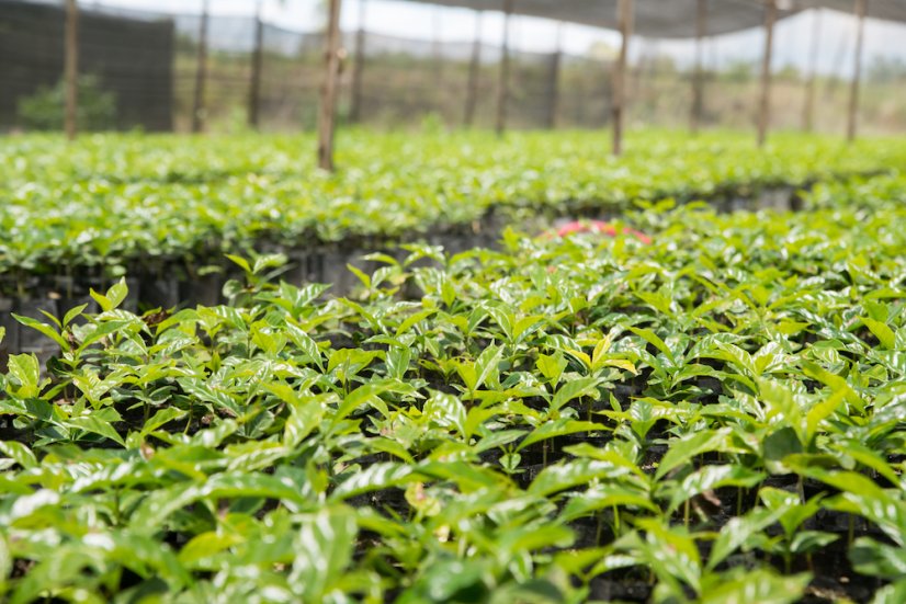Indonesia Sumatra Mandheling SK-BIO-003