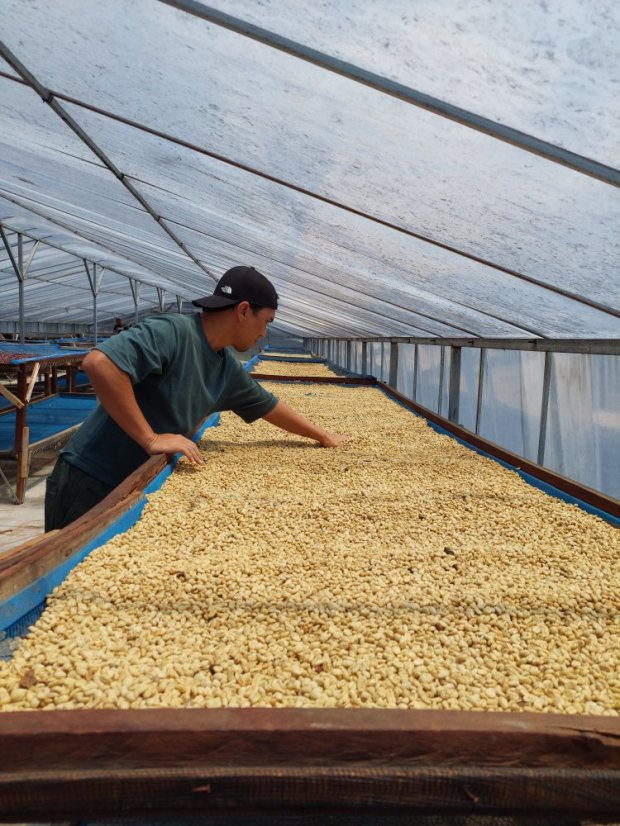 Indonesia Hendra Maulizar - Gramáž: 1000g